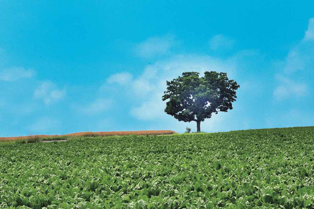 セブンスターの木