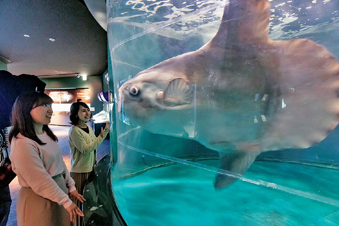 下関市立しものせき水族館海響館