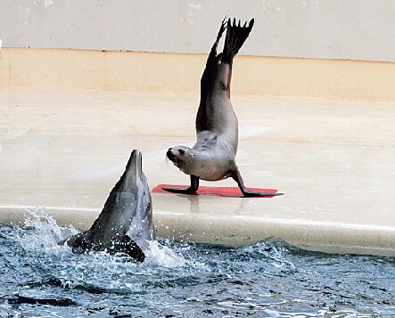 下関市立しものせき水族館海響館