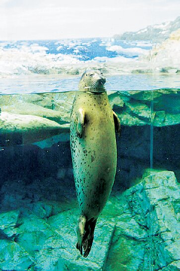 下関市立しものせき水族館海響館