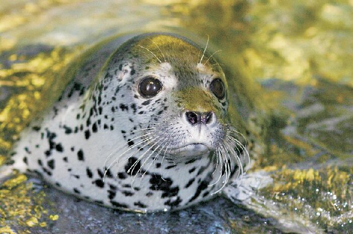 下関市立しものせき水族館海響館