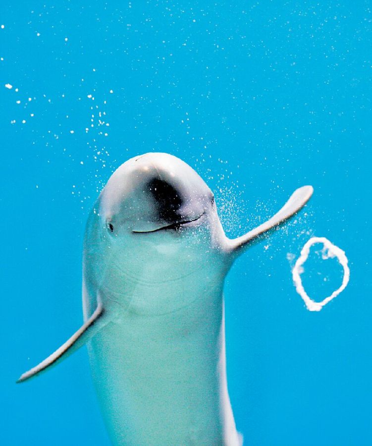 下関市立しものせき水族館海響館