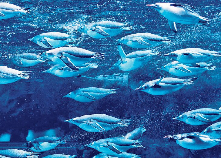 下関市立しものせき水族館海響館