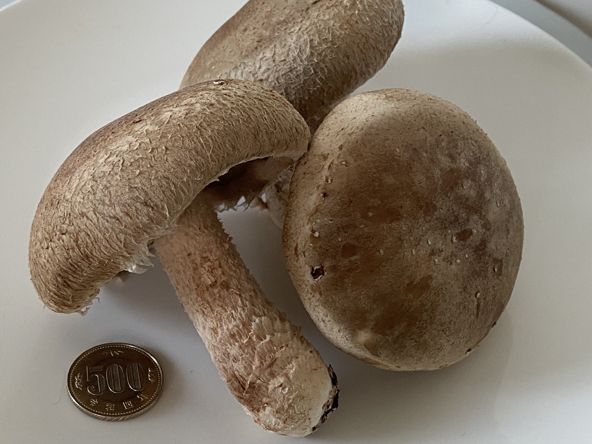 通常のしいたけの何倍もある巨大で肉厚のシイタケ「さくら天恵菇（てんけいこ）」　参考価格1袋600円
