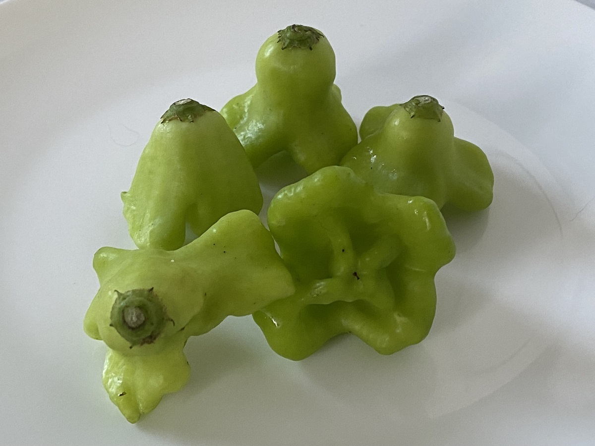 ピリッと辛いUFOピーマン（参考価格1袋120円）などユニークな野菜も登場