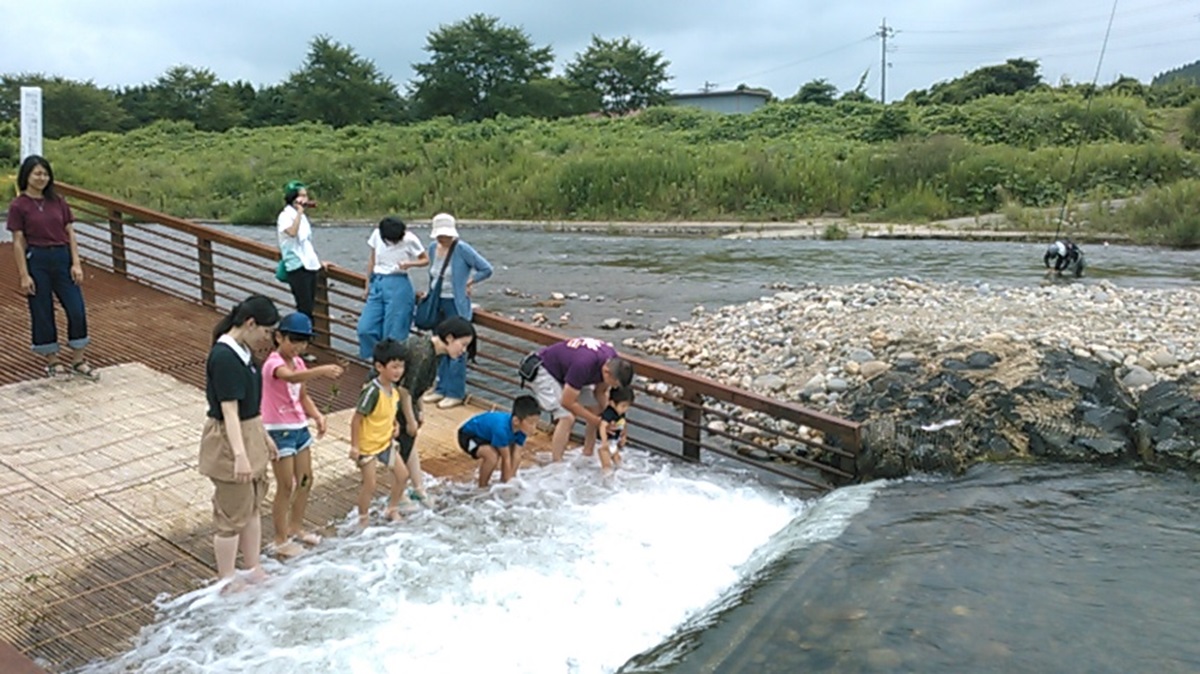 やなで鮎のつかみどり体験