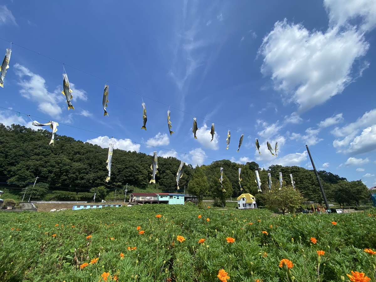 名物の鮎をかたどった鮎のぼりが泳ぐ