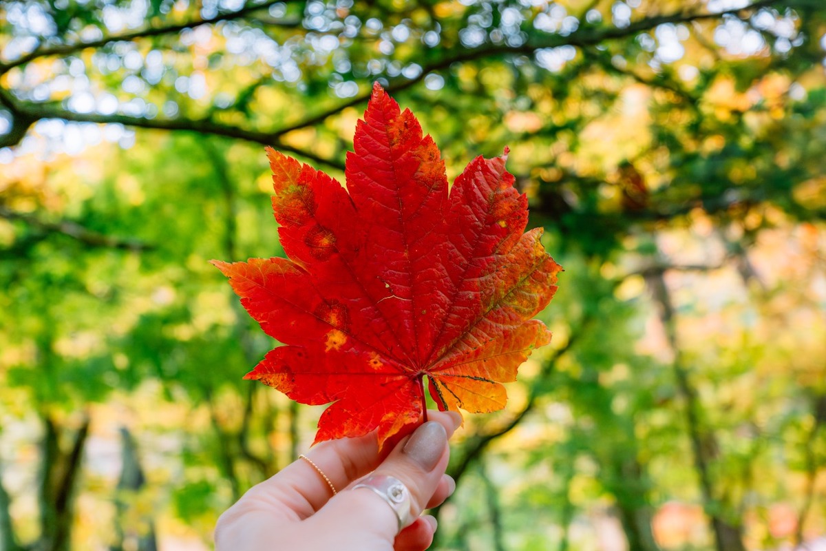 S9, S 18-40 F4.5-6.3 / 40mm, 1/320sec, F6.3 ISO800, LUT Sample LUT2 ©6151