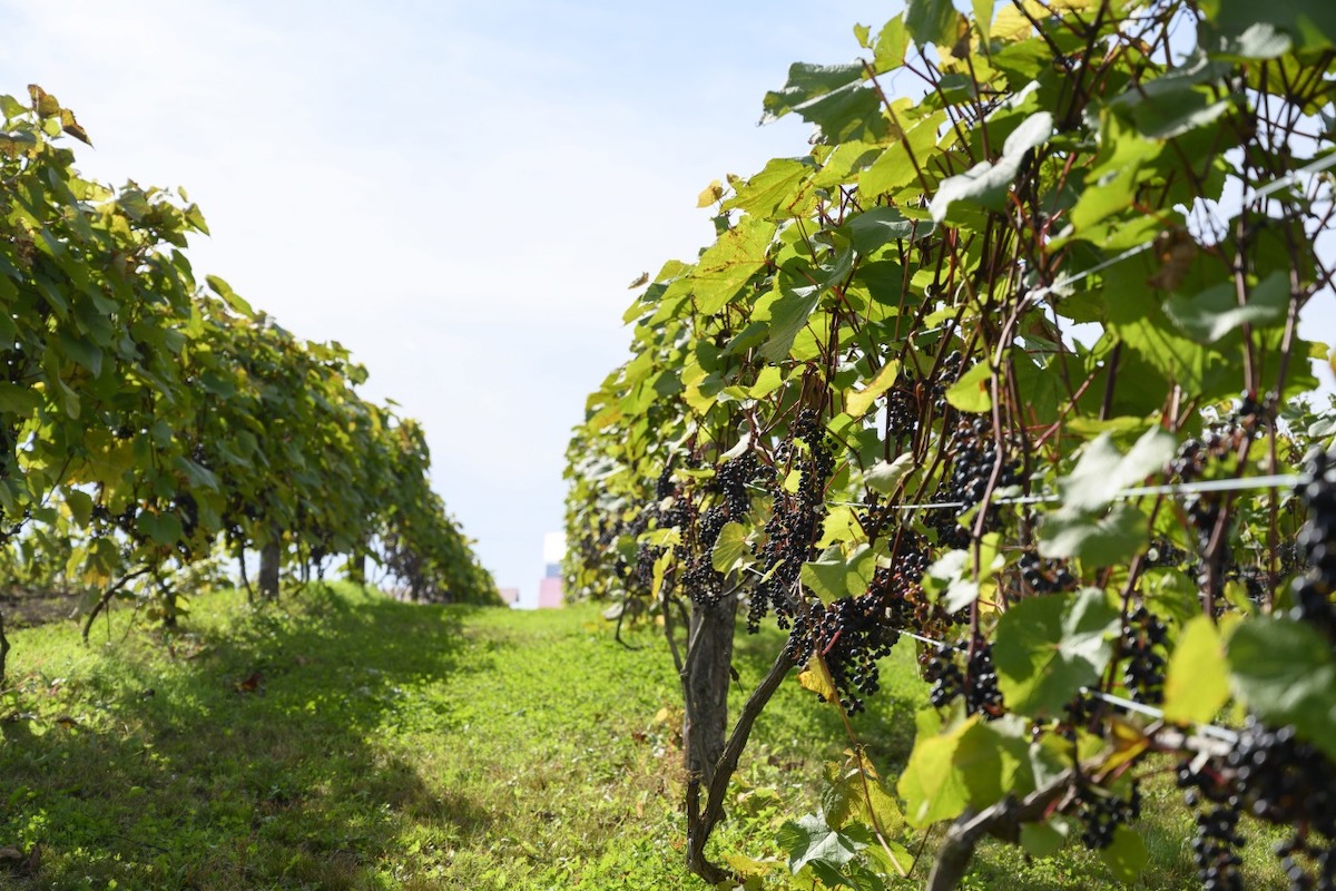 道東のエリア「めむろワイナリー」