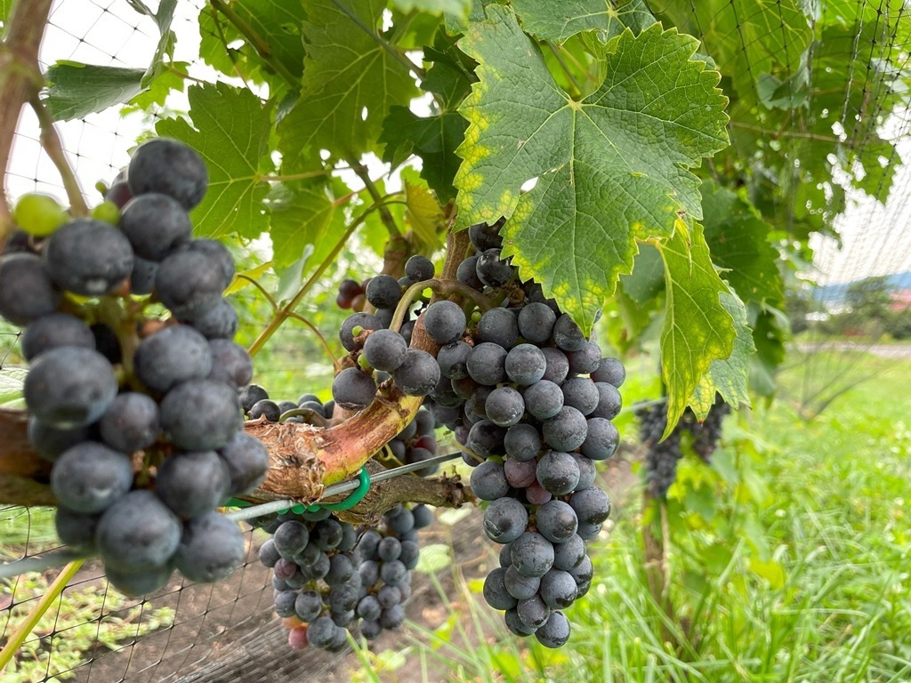 道南エリア「はこだてわいん」