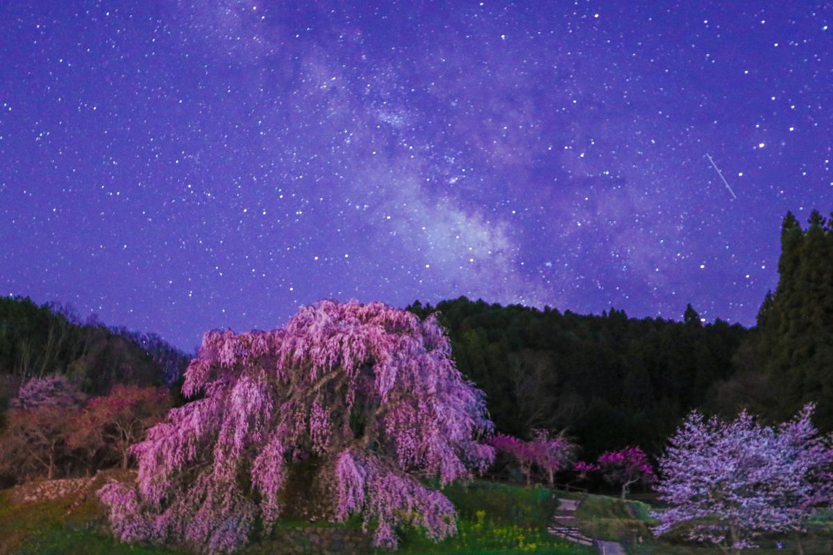 2023年受賞作品：宇陀の又兵衛桜