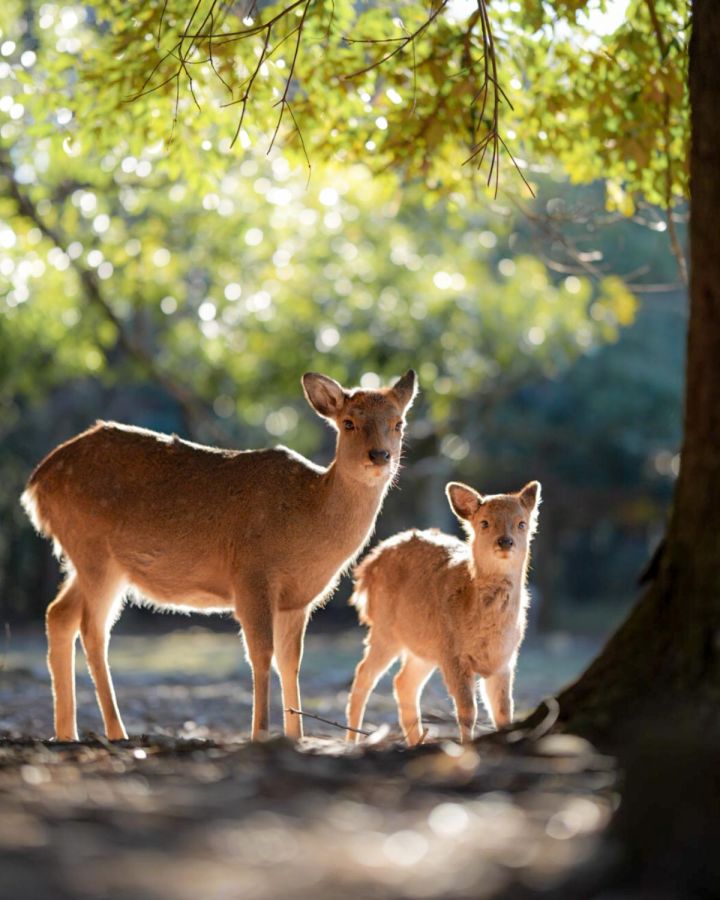 2023年優秀受賞作品：緑あふれる園内に1000頭以上の鹿が遊んでいる“奈良公園