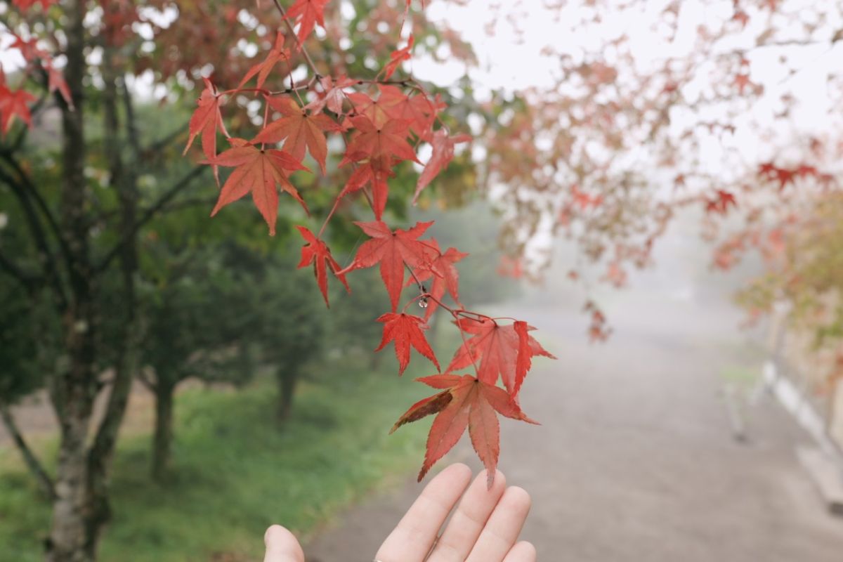 遠近感を出した撮影もオートフォーカスモードで簡単！／LUMIX S9,S18-40 F4.5-6.3/31㎜,1/30sec,F6.3,ISO400 @YURIE