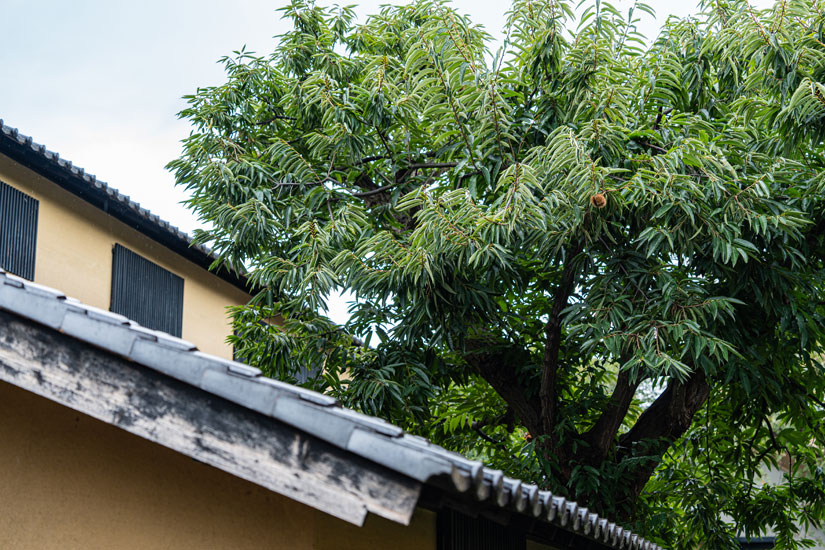 小布施の町なかにもあちらこちらに栗の木が