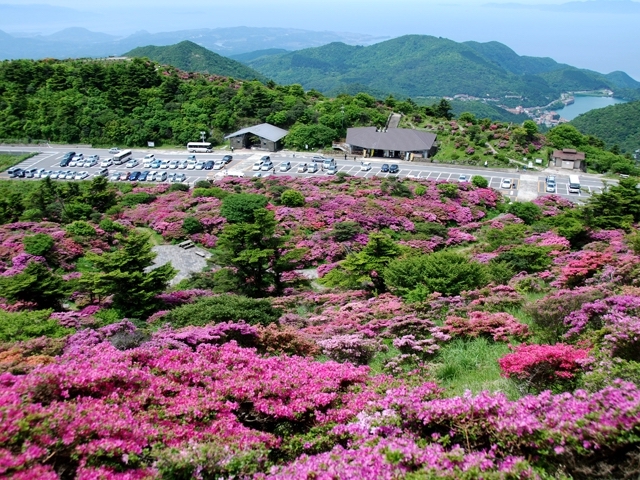 ミヤマキリシマが咲き乱れる仁田峠