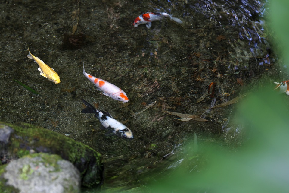 山ばな平八茶屋