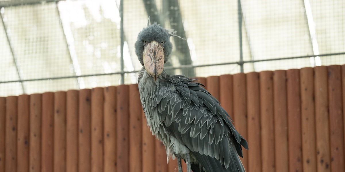 【静岡・掛川花鳥園】雨の日も寒い日も快適！ 個性豊かな鳥たちとふれ合える、花と鳥の楽園