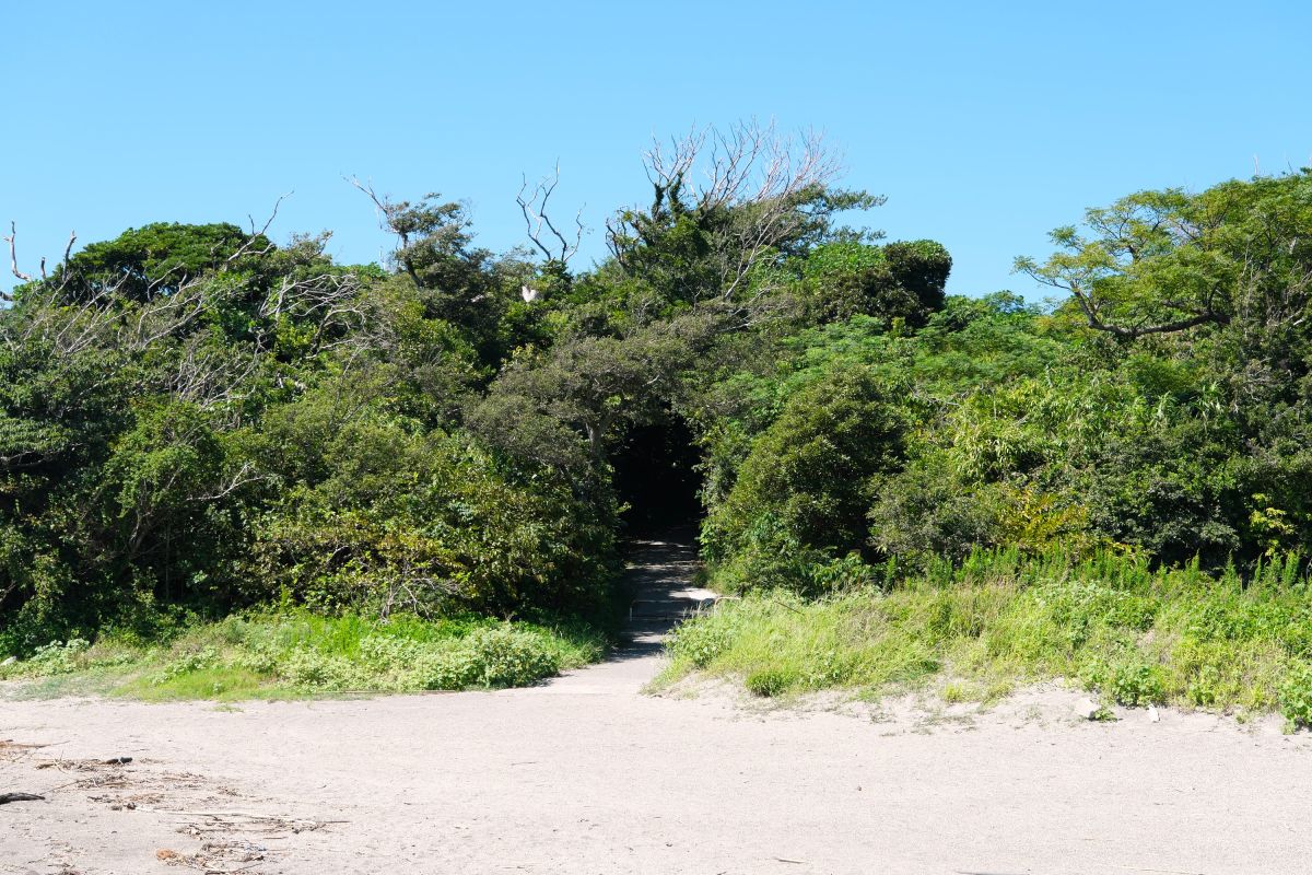 遊歩道の入口。深い緑の中に遊歩道が設けられている