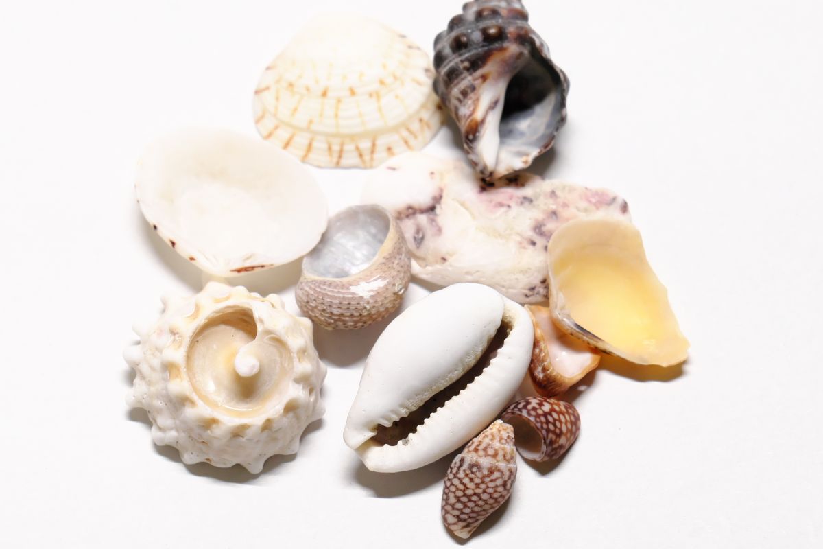 大小さまざまな貝殻を拾える