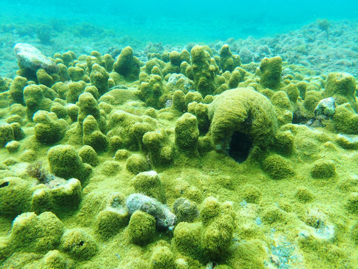 沖ノ島付近はサンゴの北限とされている