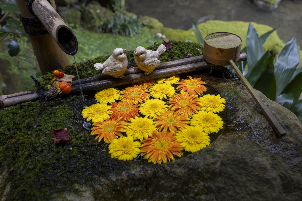庭にあるこの手水が、花手水を始めるきっかけとなったそう。