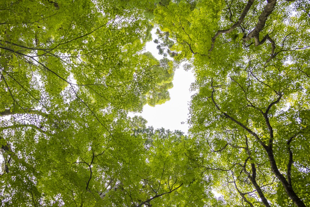木々からハート形の空が見えるポイントを探すのが流行っているそうです！