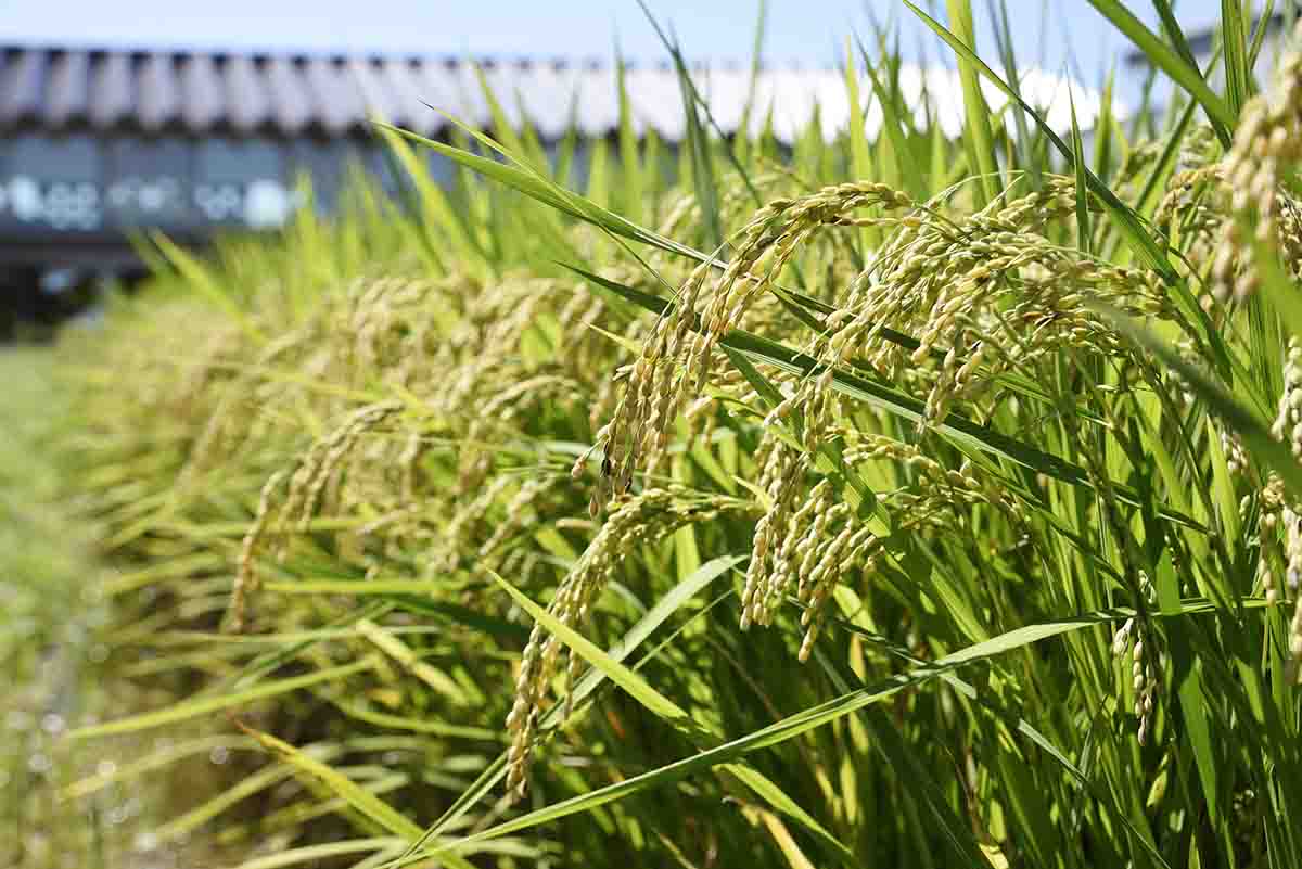 たわわに実り、頭を垂れる稲穂