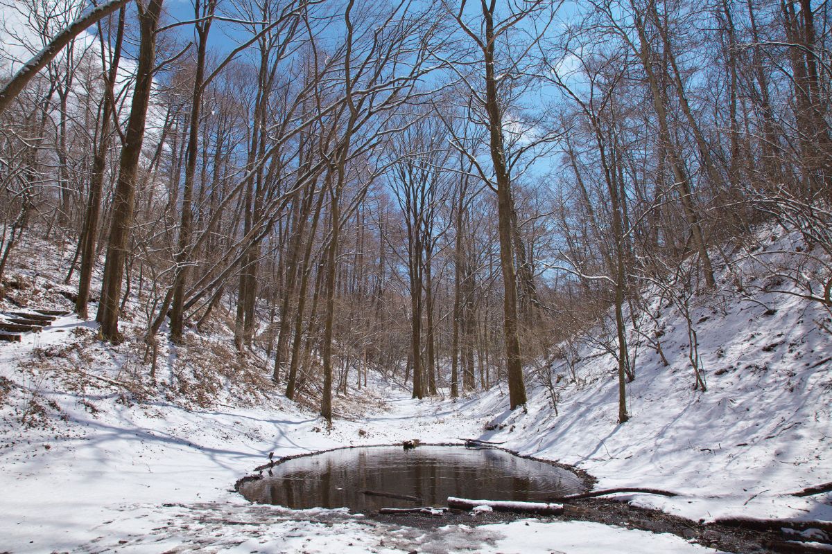 国設「軽井沢野鳥の森」を散策