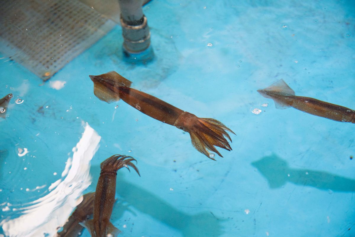 えきに市場の「元祖いか釣り」