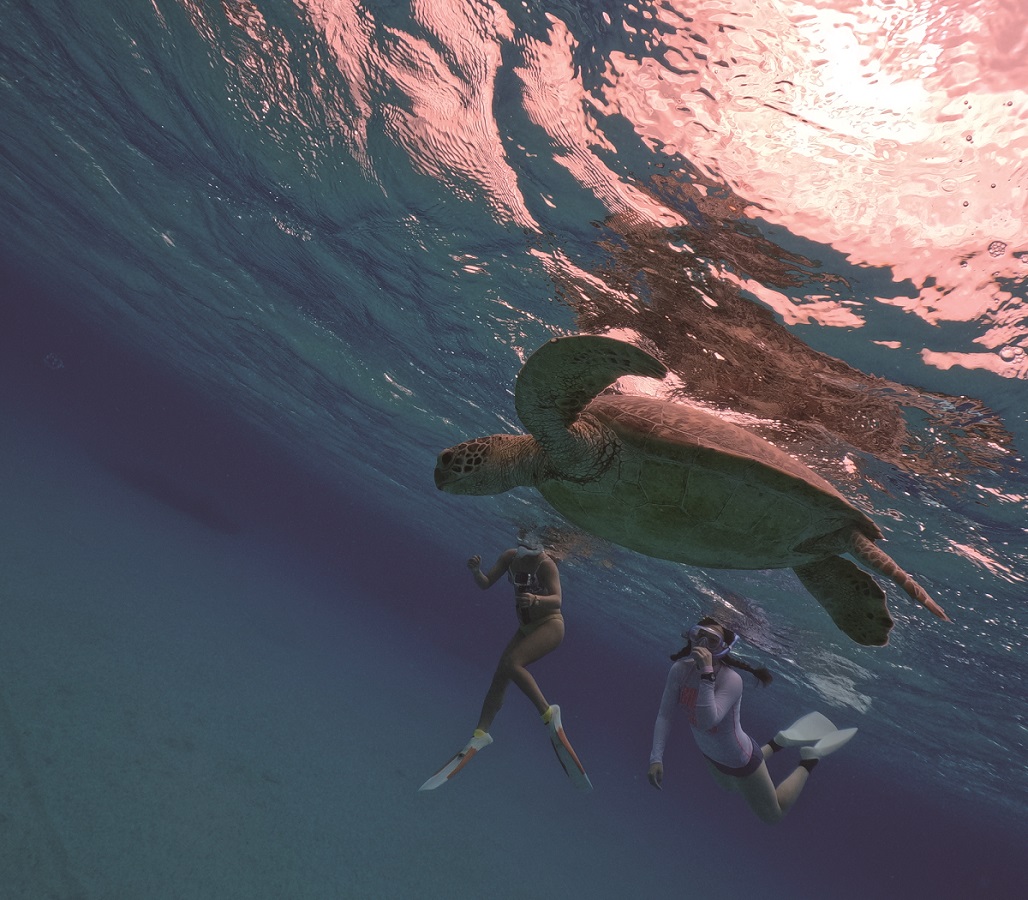 海ガメに出合えたらラッキー