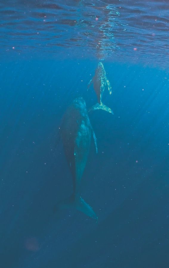 冬は奄美大島付近に子育てに訪れるザトウクジラを見るツアーも