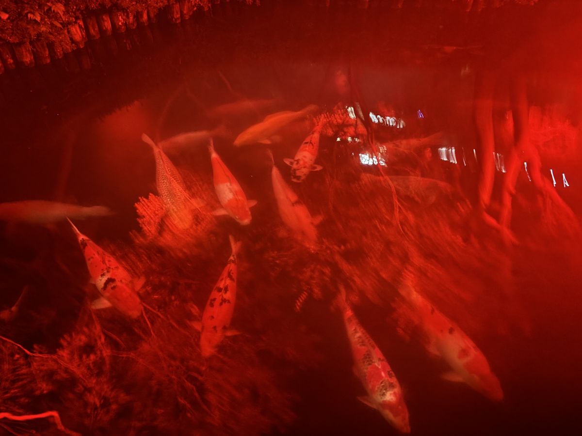 池を泳ぎ回る錦鯉たちの姿も真っ赤に染まって