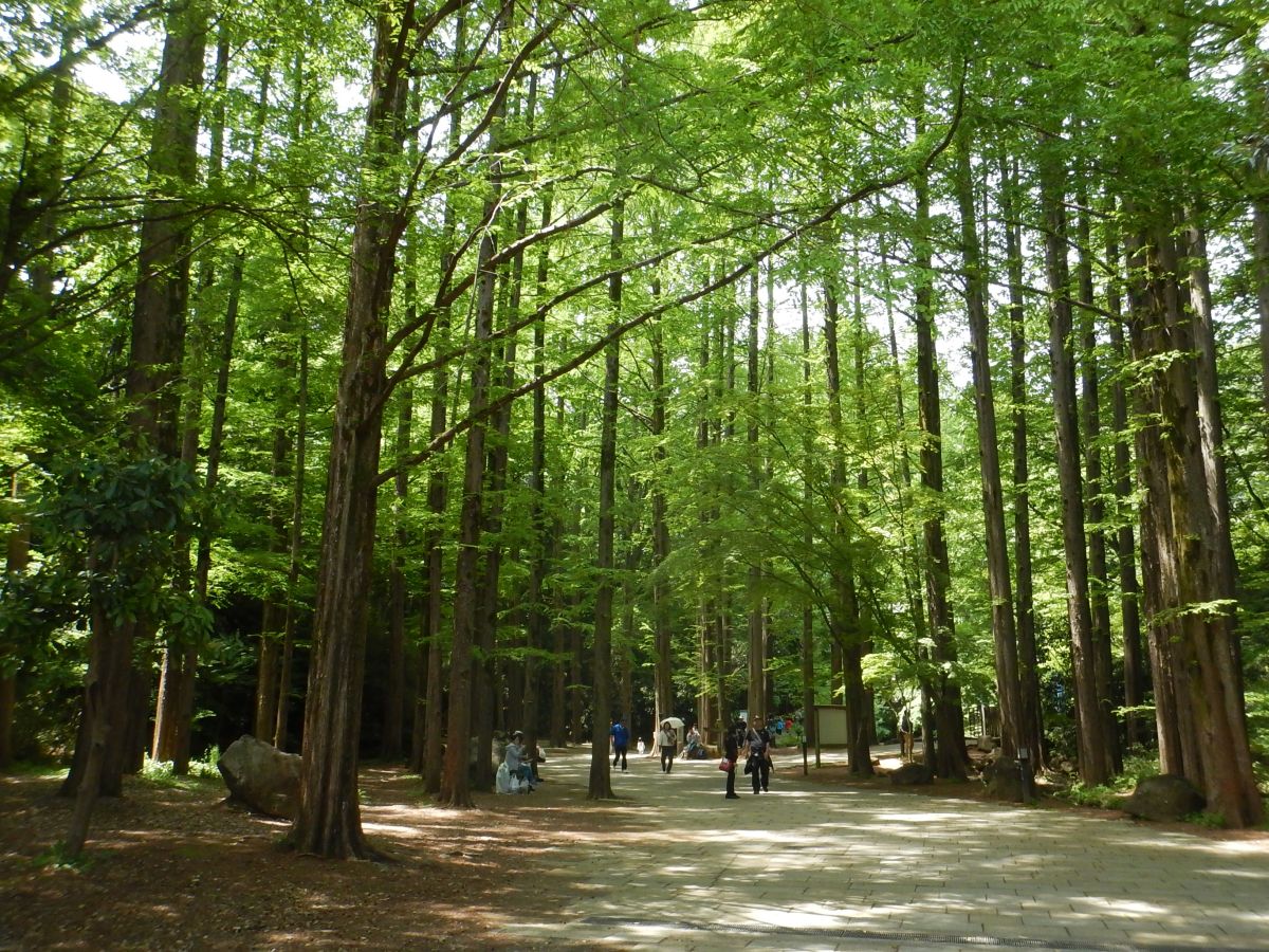 【川崎・生田緑地】行くたび魅力発見！ 生田緑地で四季折々の自然や文化を楽しもう