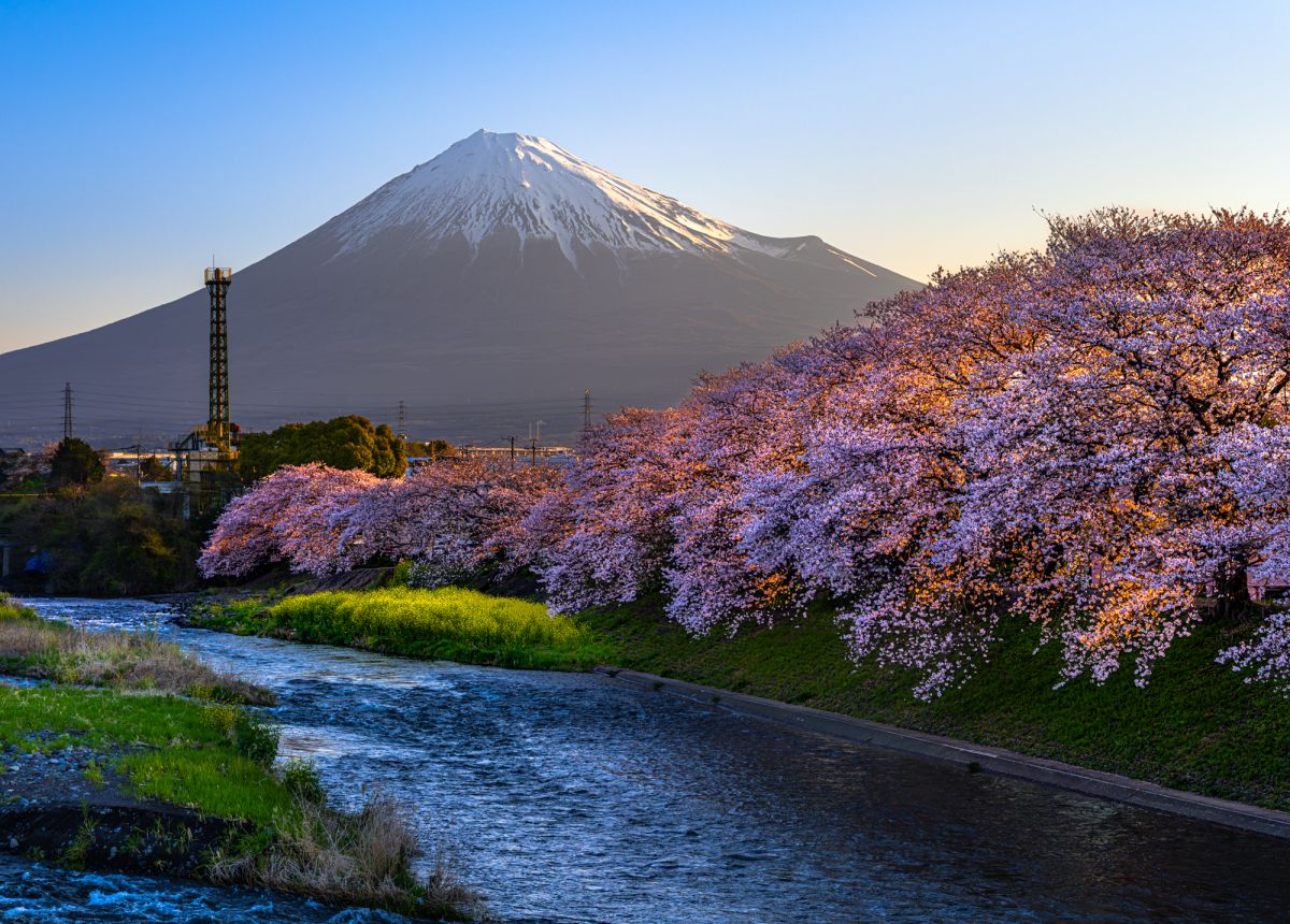 富士山と川沿いの桜並木が美しい龍巌淵／ⓒRiki Tamura