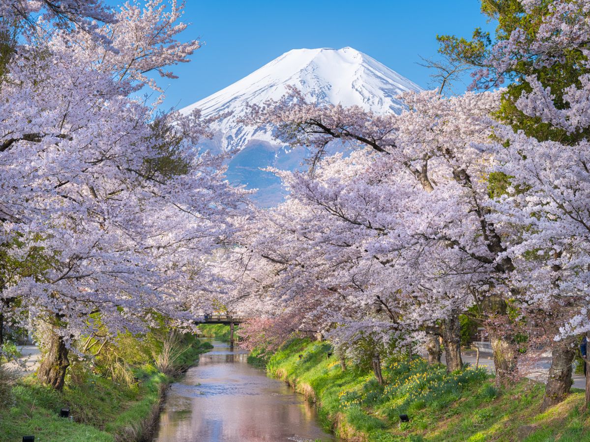 清流と桜、富士山の絶景スポット新名庄川／ⓒRiki Tamura