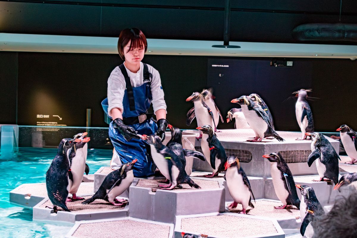 キタイワトビペンギンの食事の様子が間近にみられる