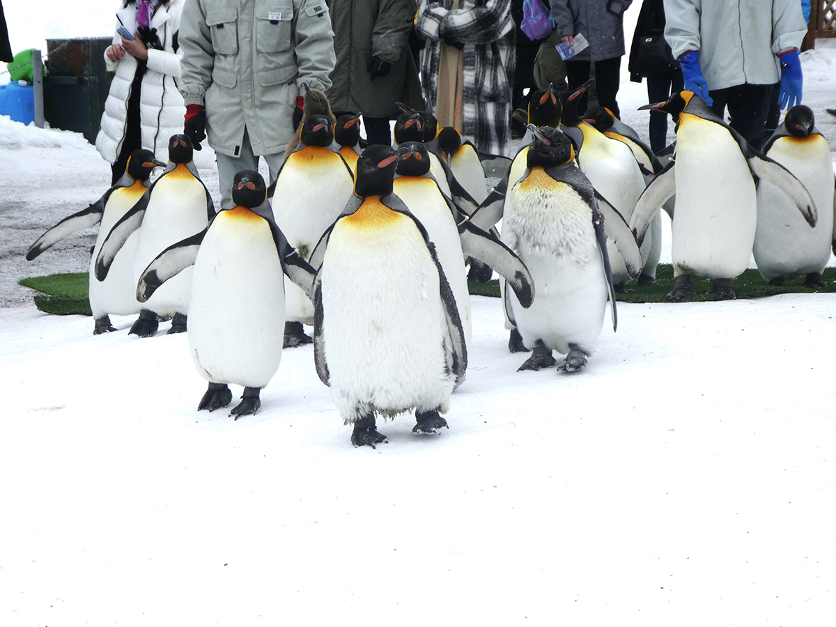 雪の上をキングペンギンの集団が歩く「ペンギンの散歩」は冬期の積雪期に実施