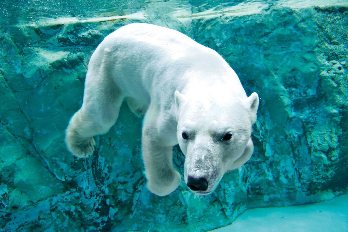 大水槽にダイブしたり泳いでいる様子を見ると、泳ぐのに適した流線形の体型をしているのが分かります