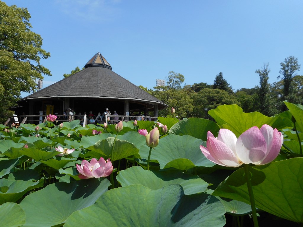 オオガハスと蓮華亭
