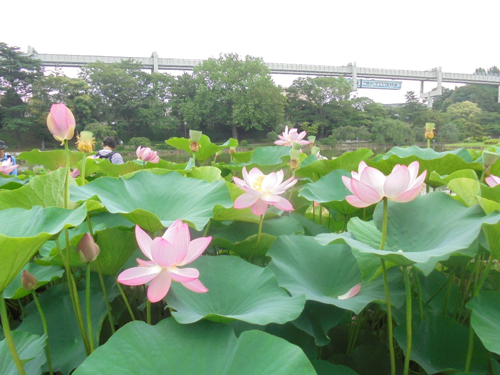 ハス池のオオガハス