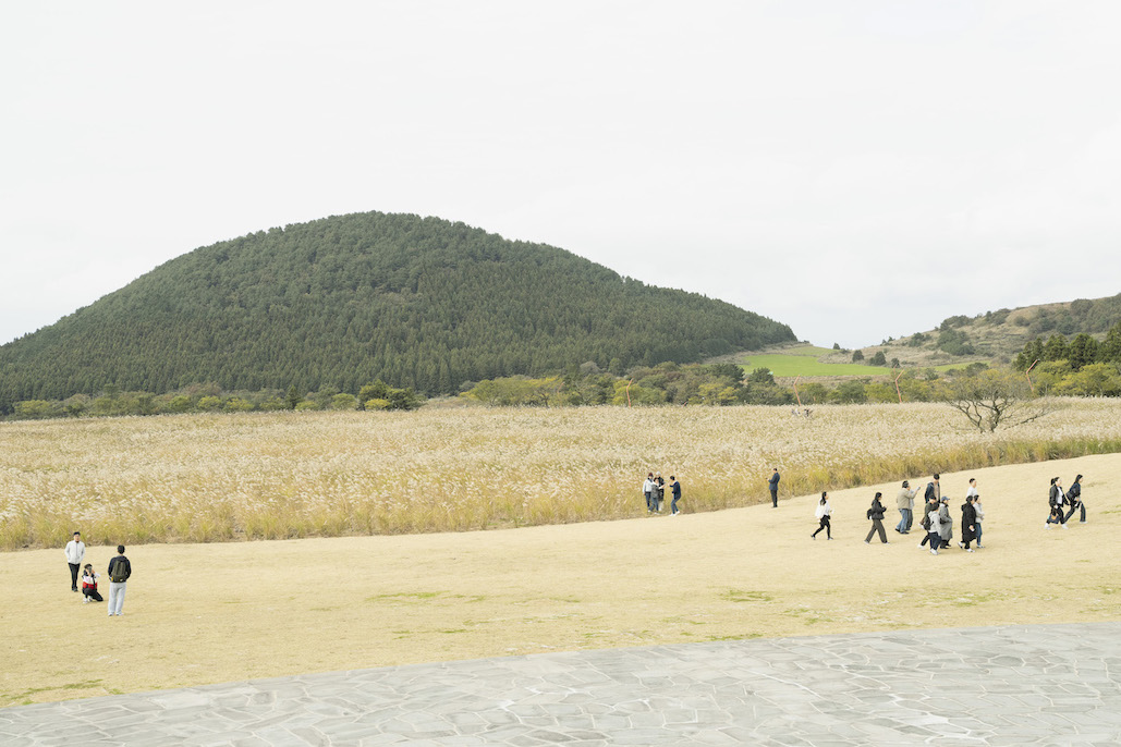 済州堂のススキ畑