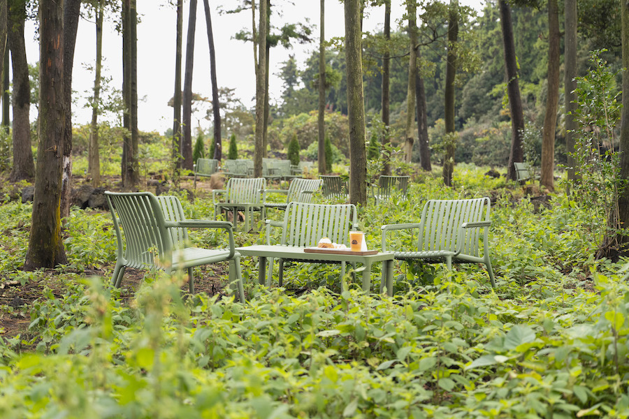 ウ・ジョンウォンベーカリーの杉の木