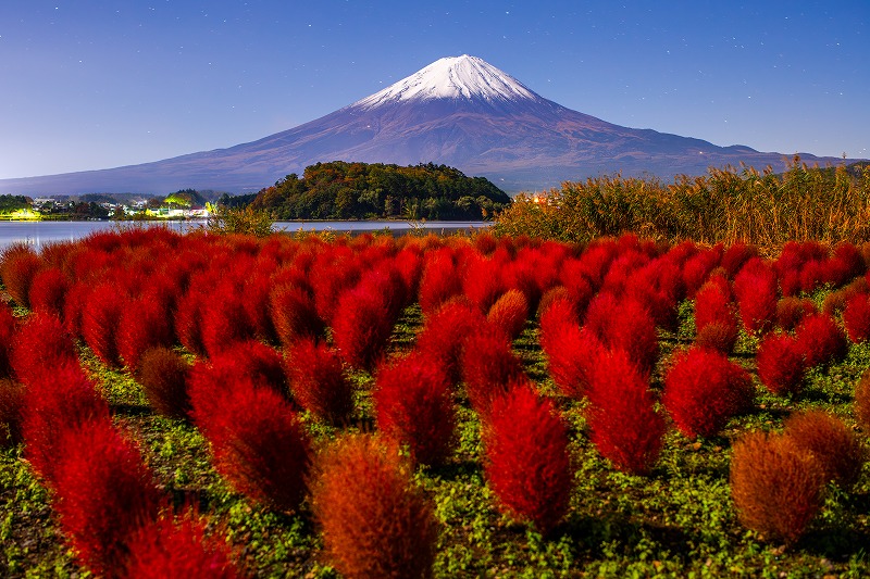 大石公園、月明かりのコキアと富士山／ⓒRiki Tamura