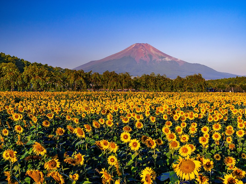 山中湖花の都公園のヒマワリと富士山／ⓒRiki Tamura