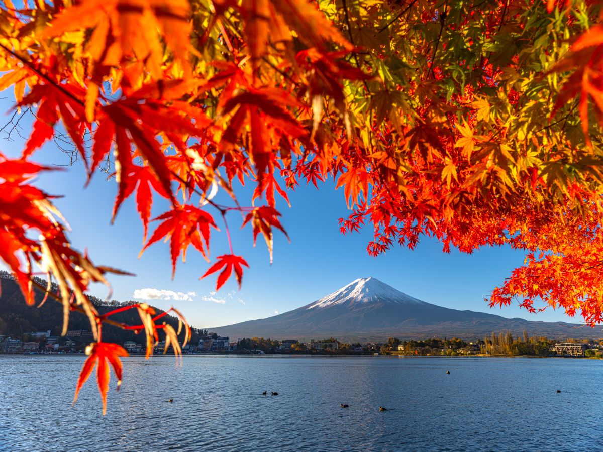 河口湖からの紅葉と富士山／ⓒRiki Tamura