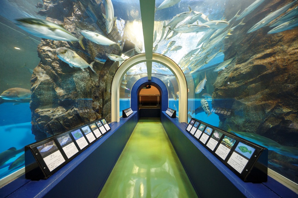 提供：魚津水族館