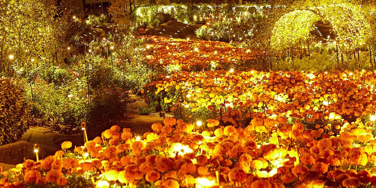 茨城県のおすすめイルミネーション(2025-2026)つくば、土浦、日立のクリスマスほか