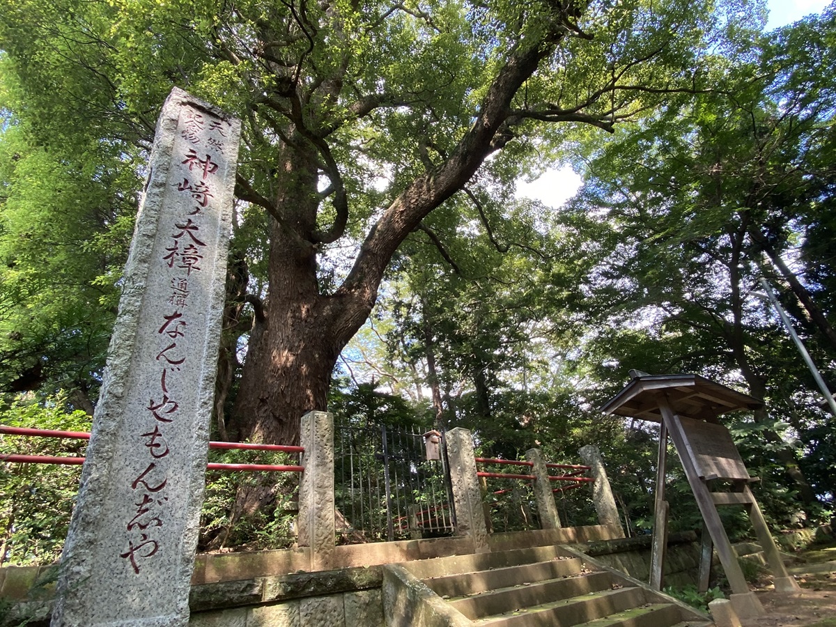 主幹の上部は災害で折れてしまっているが、ひこばえがたくましく伸びている