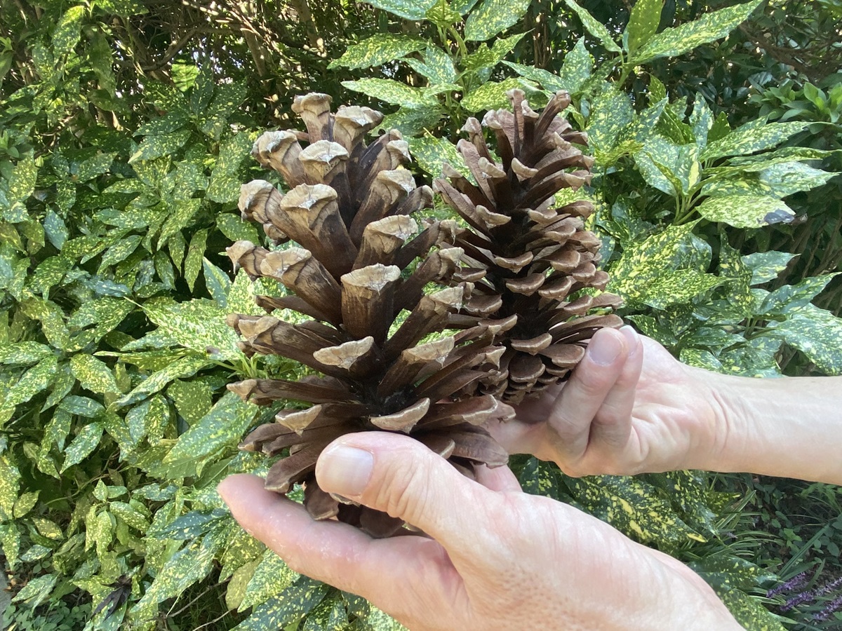 長さ20㎝以上にもなる大王松のまつぼっくりの大きさにびっくり