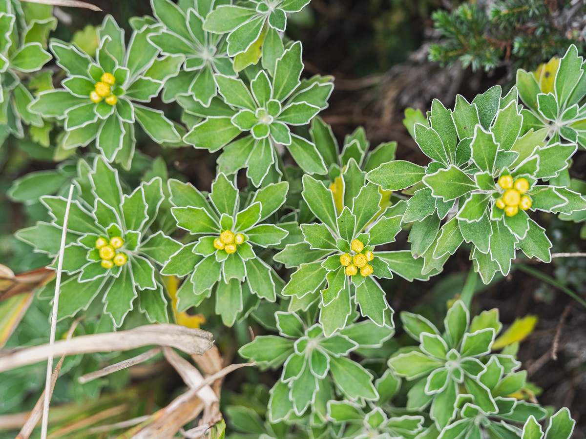 黄色いお花がかわいいイソギク。白い縁取りがあるように見える葉っぱが珍しい！